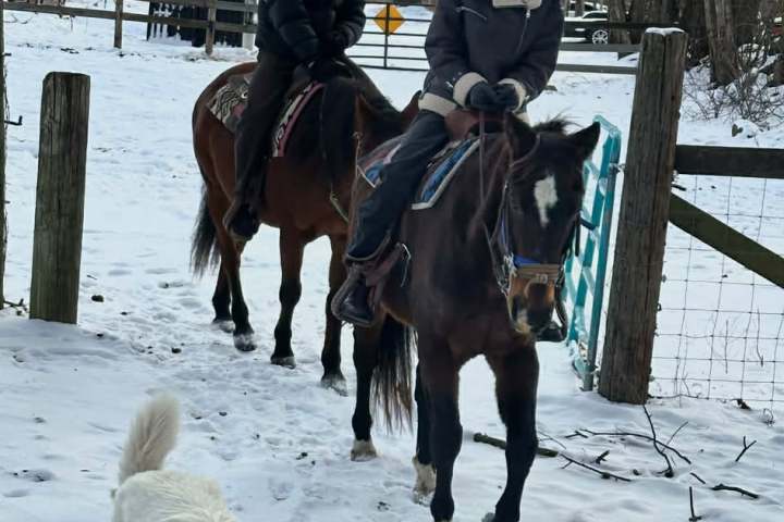 Two people riding horses in the snow with a white dog walking ahead.