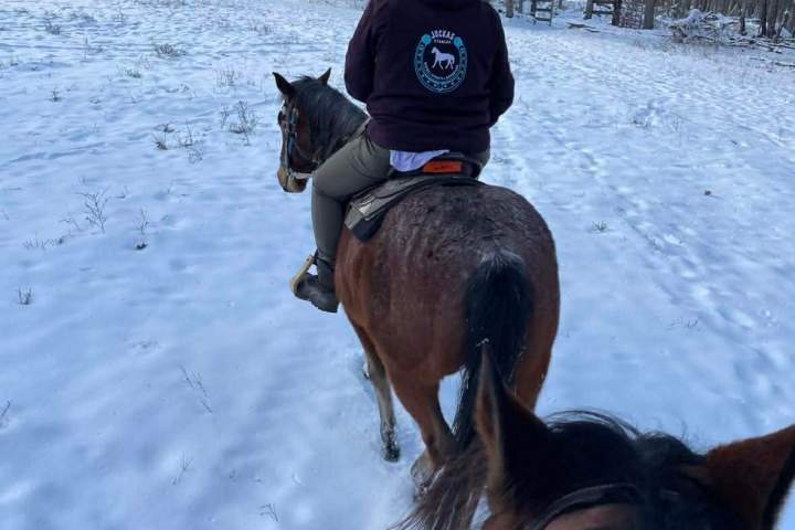 Person riding horse in snowy forest, viewed from another horse's perspective.