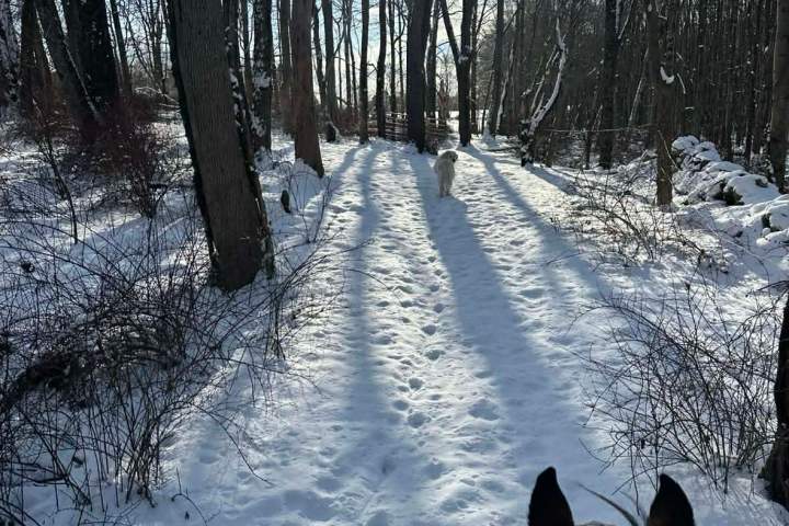 View from horseback on snowy forest trail, sun shining through bare trees, with a dog in the distance.
