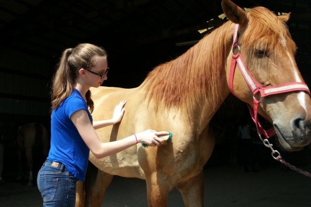 Women grooming horse with brush