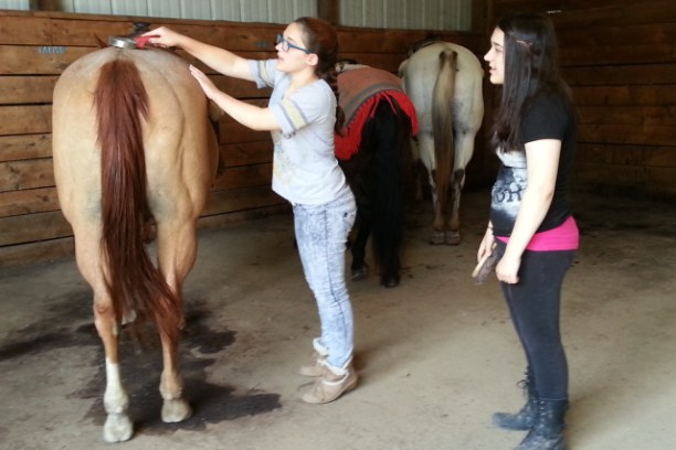 Girl brushing a horse's back with a brush