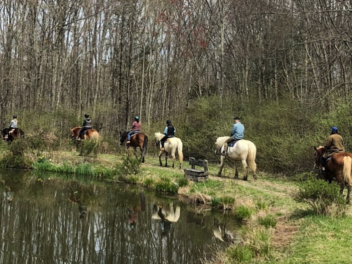 a herd of cattle standing on top of a grass covered field
