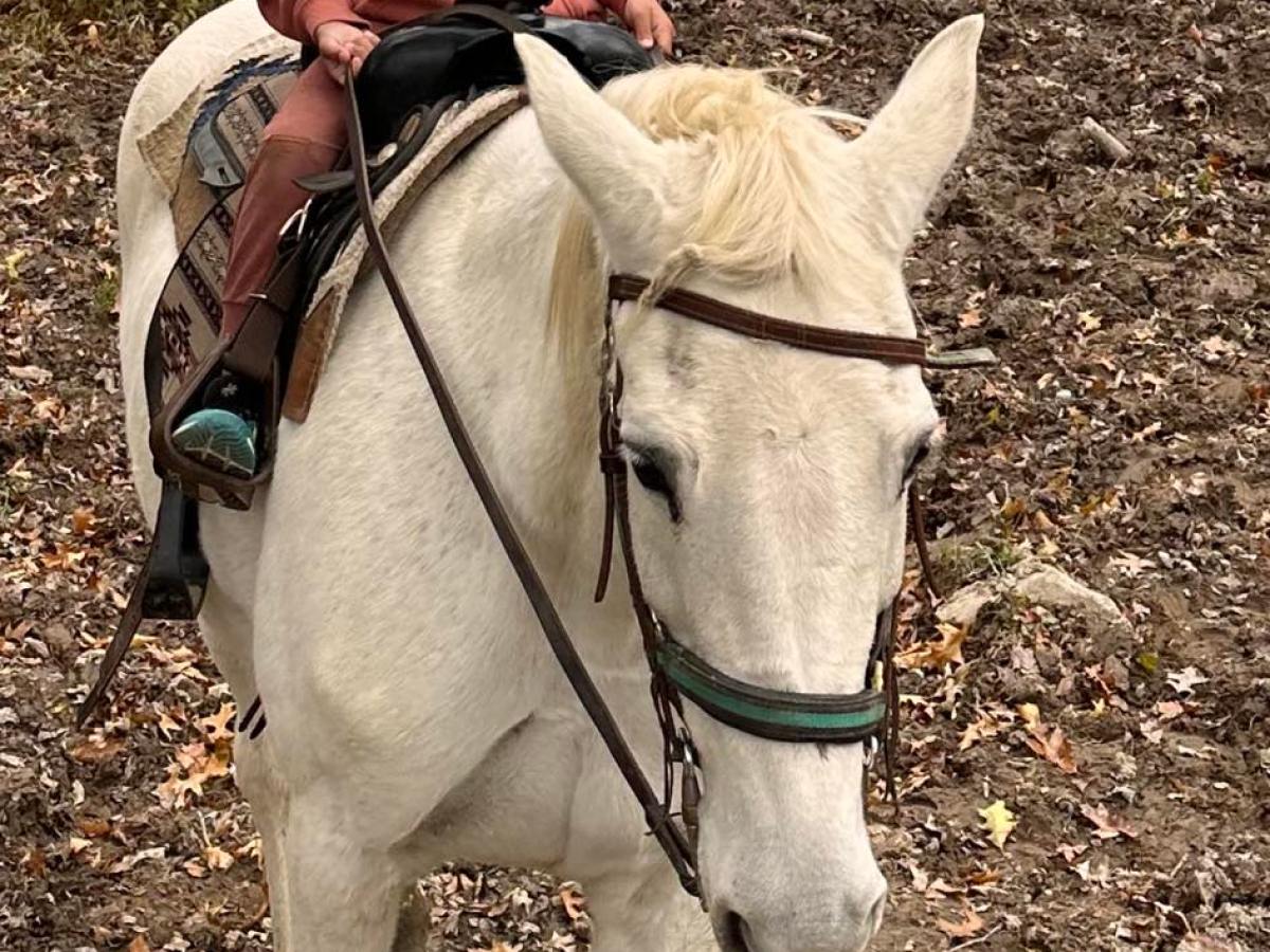 a person riding a horse
