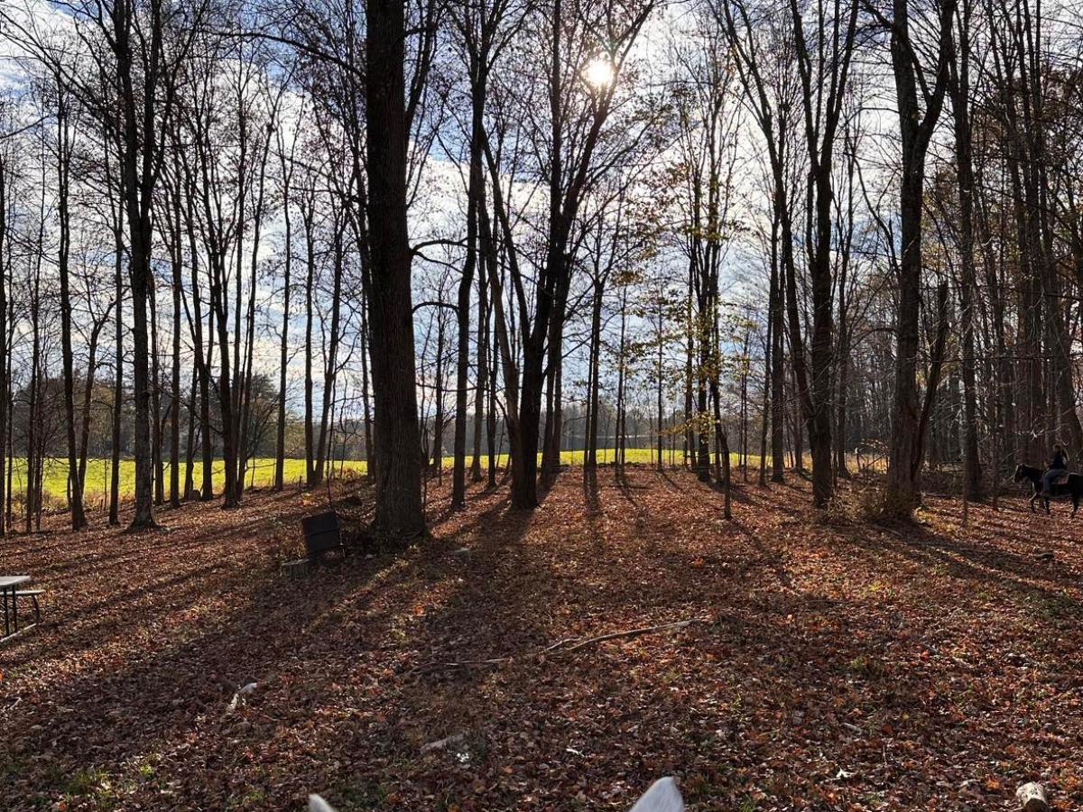 a dog that is lying down in a forest