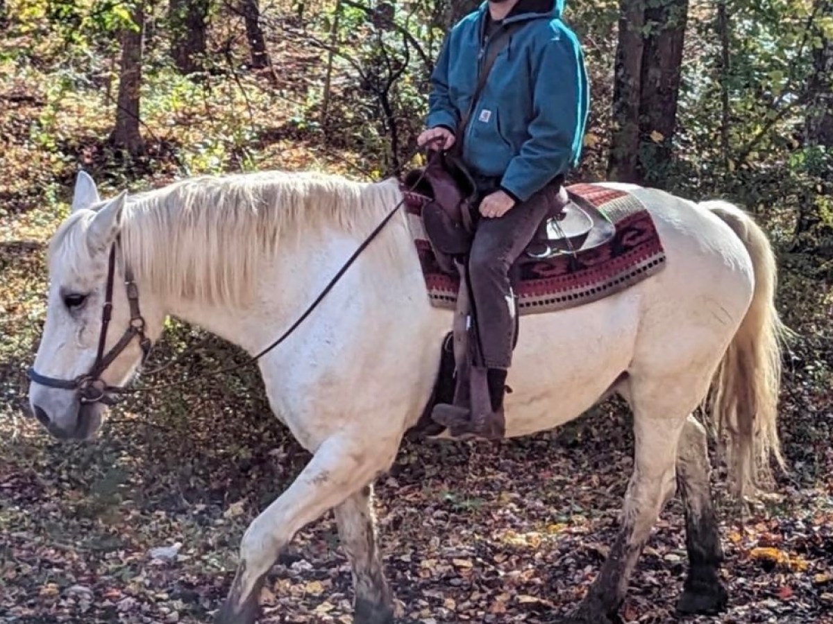 a person riding a horse in a forest