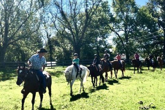 a herd of cattle standing on top of a grass covered field
