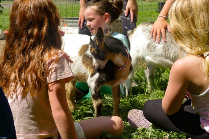 a woman petting a dog
