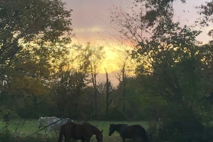 a herd of elephants grazing in a field