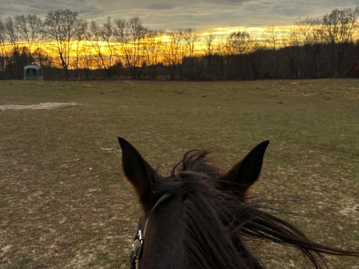 a horse standing on top of a grass covered field