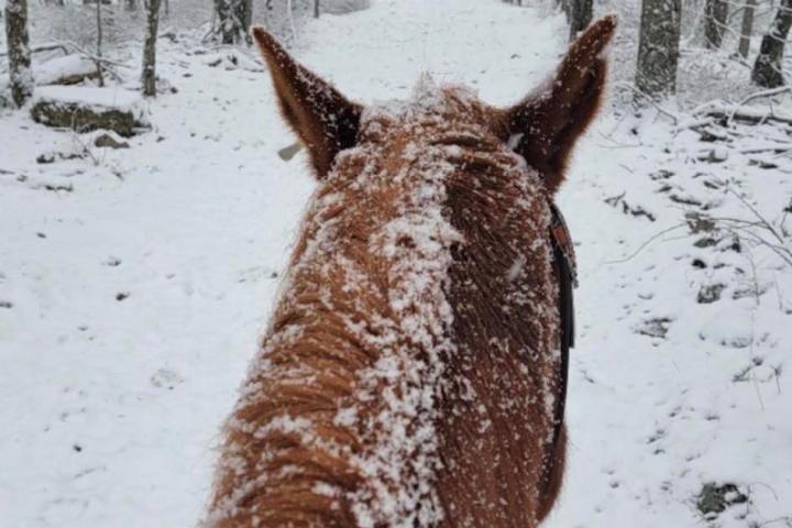 a dog that is covered in snow