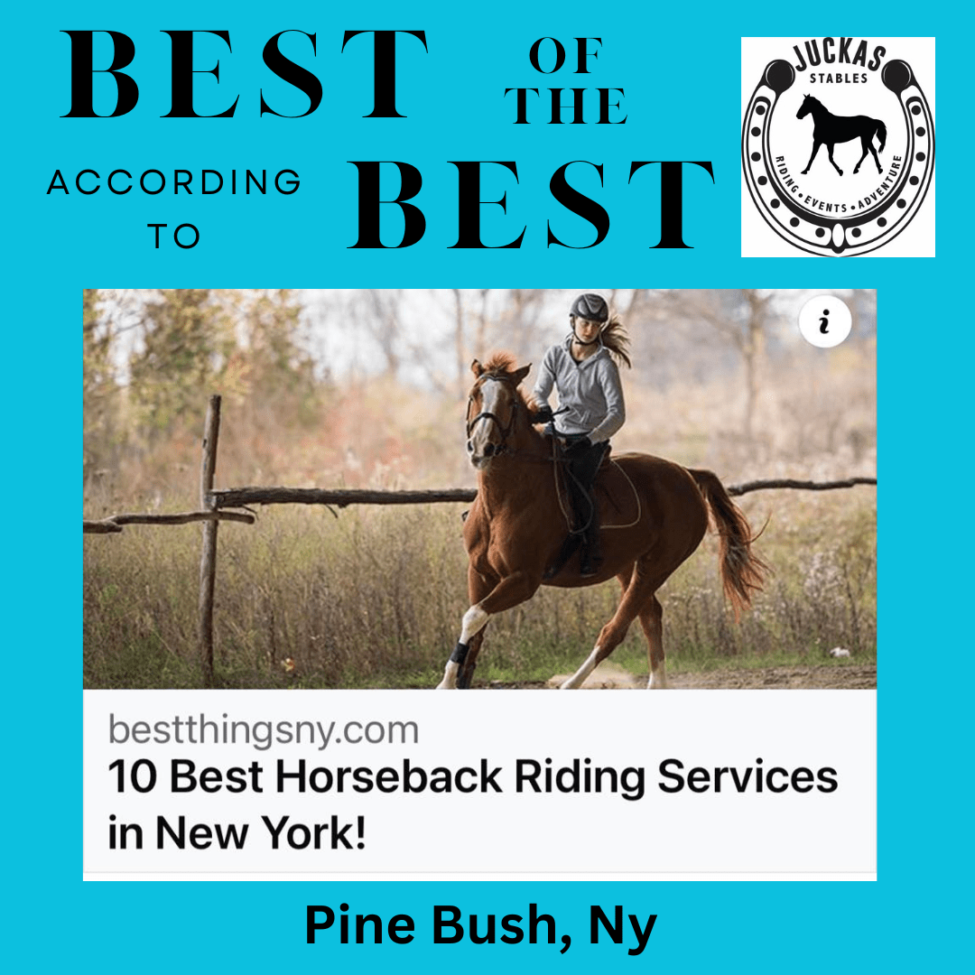 a close up of a horse