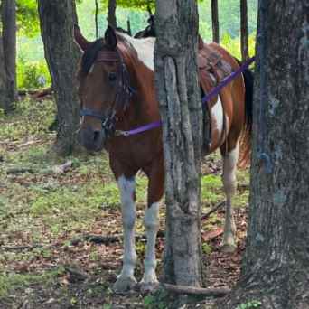 Brown and white horse tied to a tree in a wooded area.