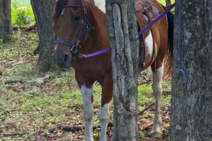 Brown and white horse tied to a tree in a wooded area.