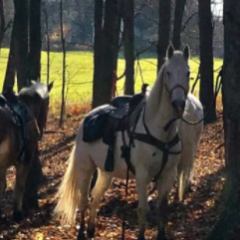 a dog standing next to a forest