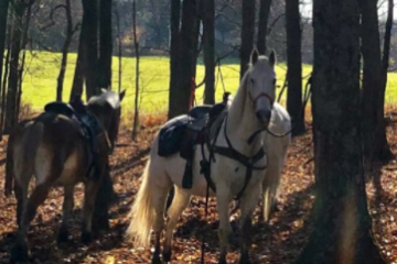 a dog standing next to a forest