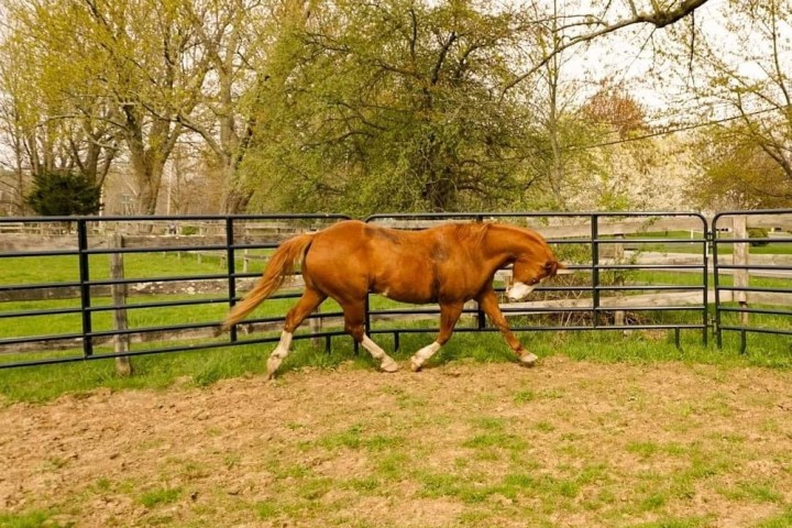 a horse is eating grass in a fenced in area