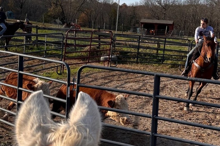 a brown horse standing next to a wire fence