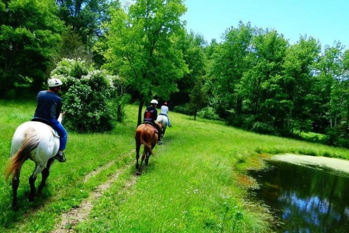a person riding a horse in a field