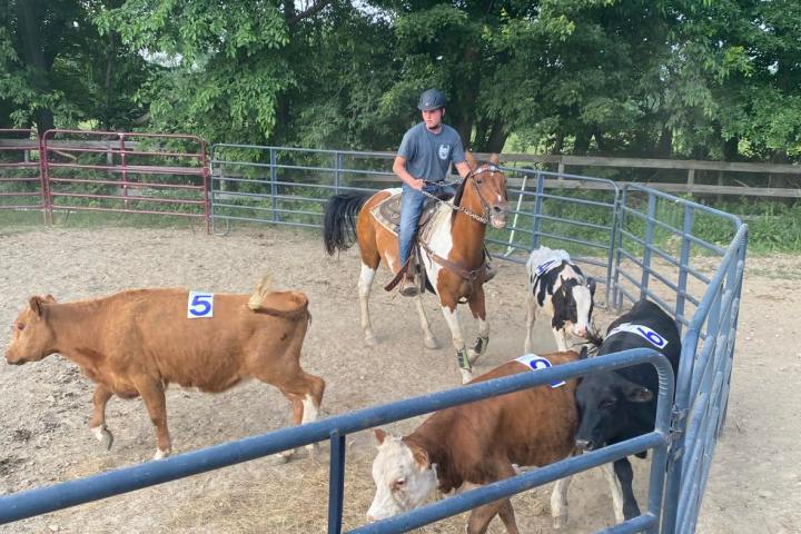 a herd of cattle standing next to a fence