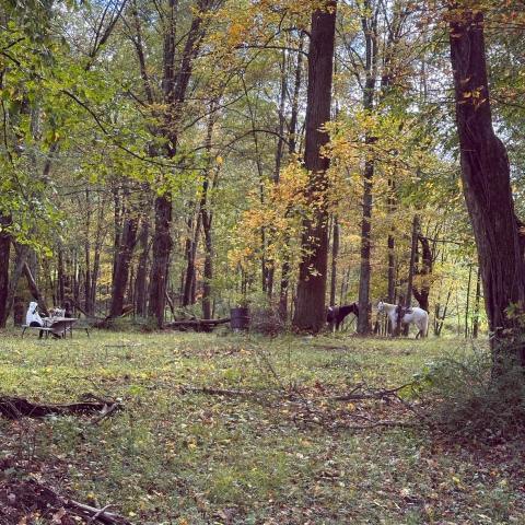 a tree in the middle of a forest