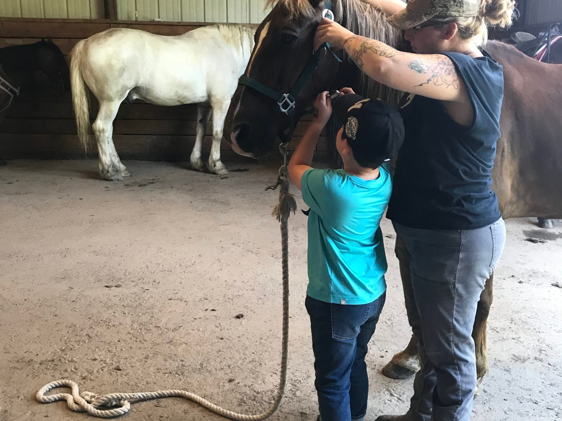 a person petting a horse
