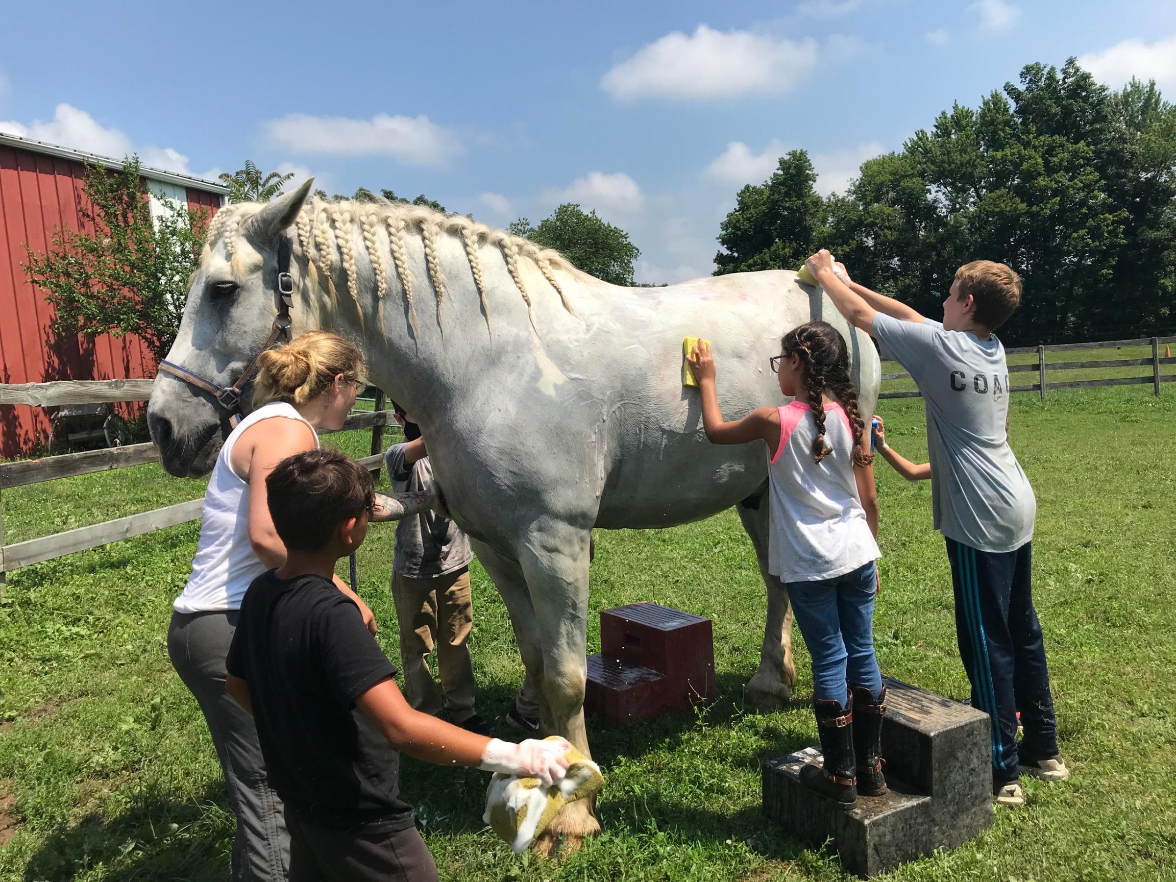 a person petting a horse