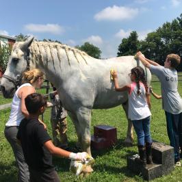 a person petting a horse