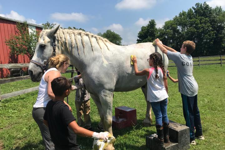 a person petting a horse