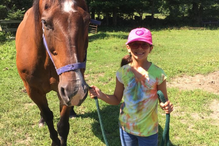 a brown horse standing in the grass