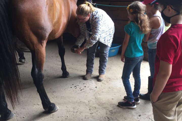 a brown horse standing next to a building