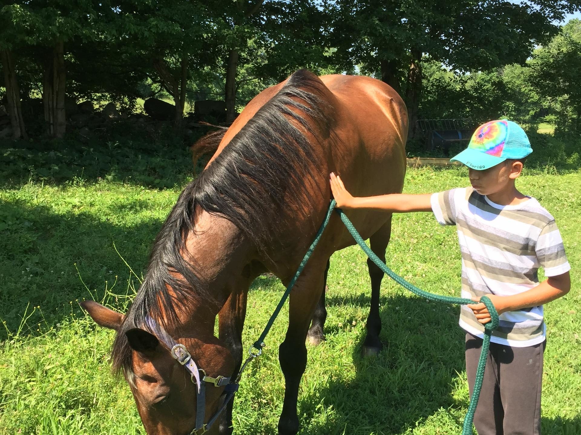 a person on a horse in a field