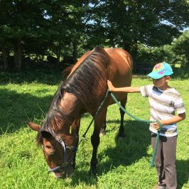 a person on a horse in a field