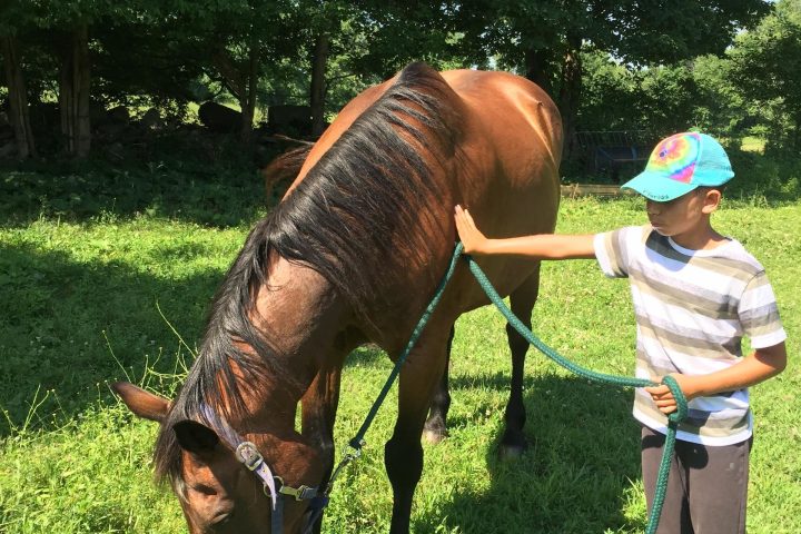 a person on a horse in a field