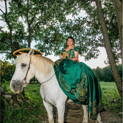 a close up of an animal