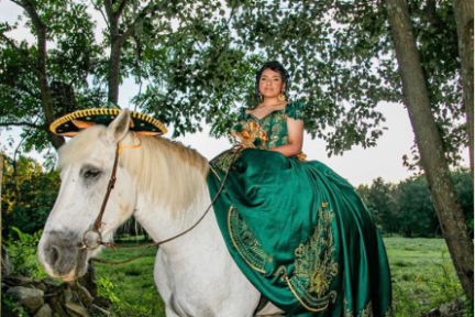 a close up of an animal