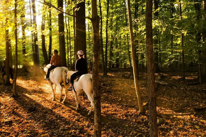 a horse standing in a wooded area