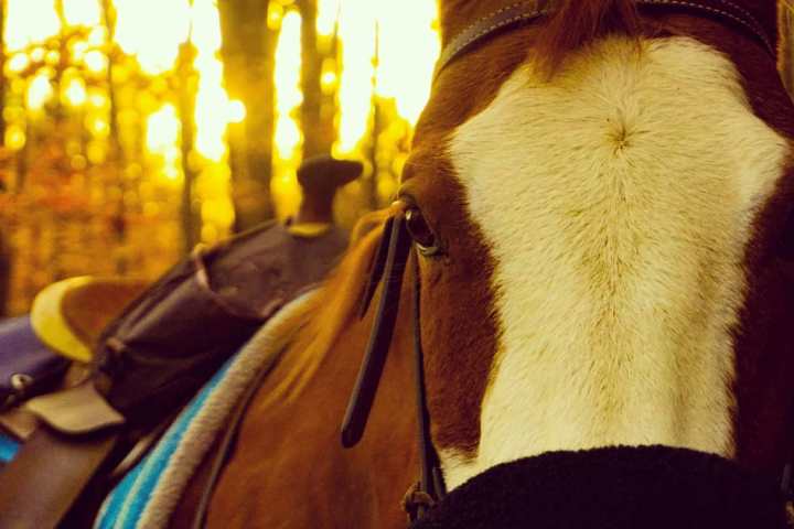 a close up of a horse