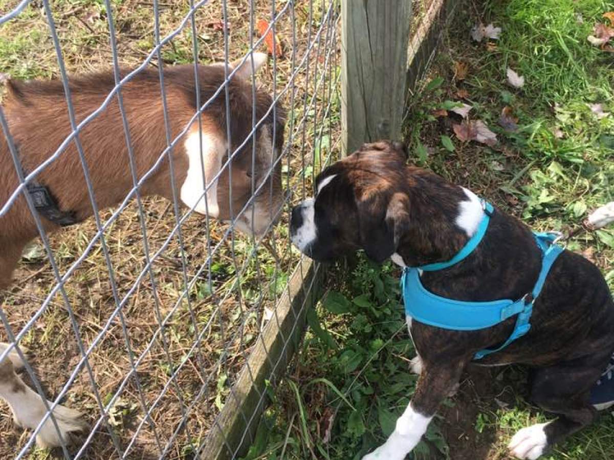 a dog standing next to a wire fence