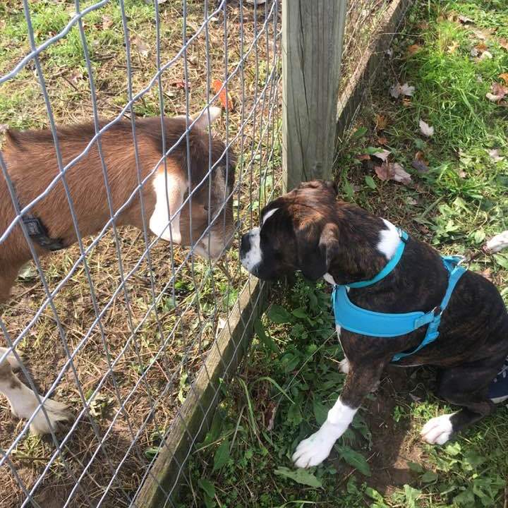 a dog standing next to a wire fence