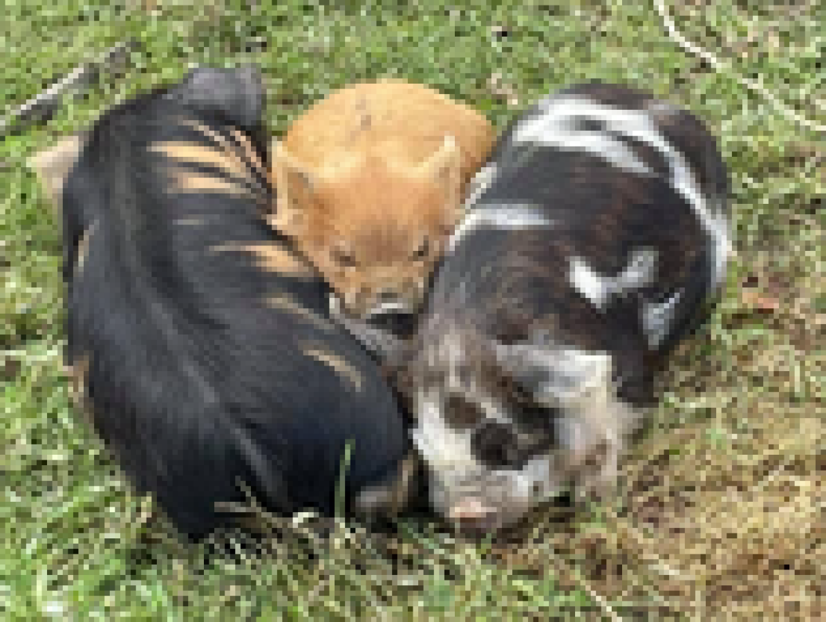 a dog lying on top of a grass covered field