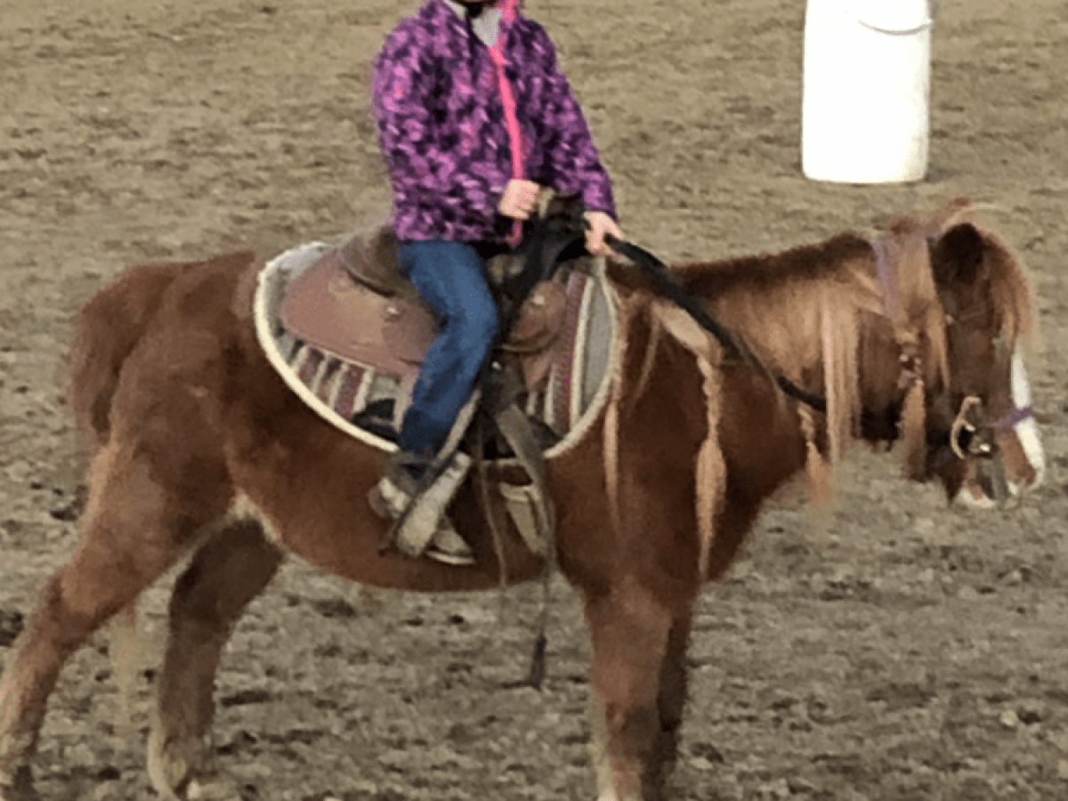 a person petting a horse