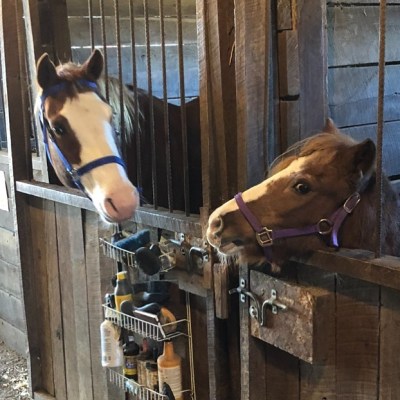 a dog standing on top of a wooden fence