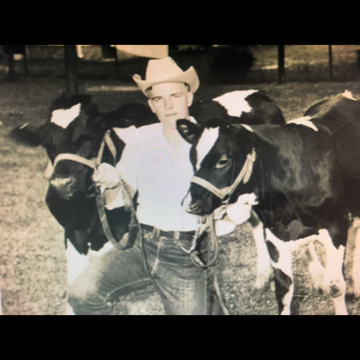 a herd of cattle standing next to a cow