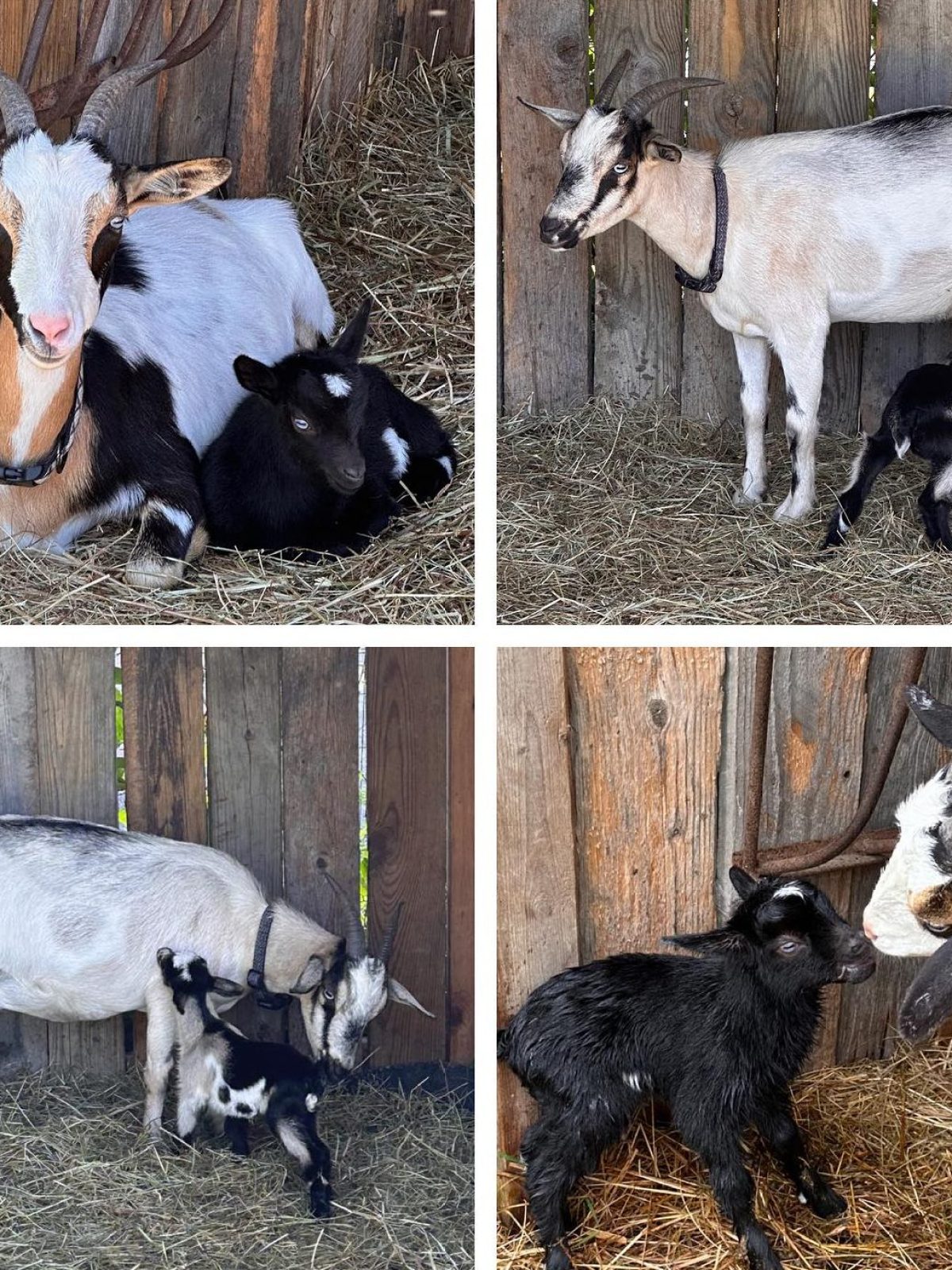 Collage of goats: adult and black kid in barn with wooden walls.