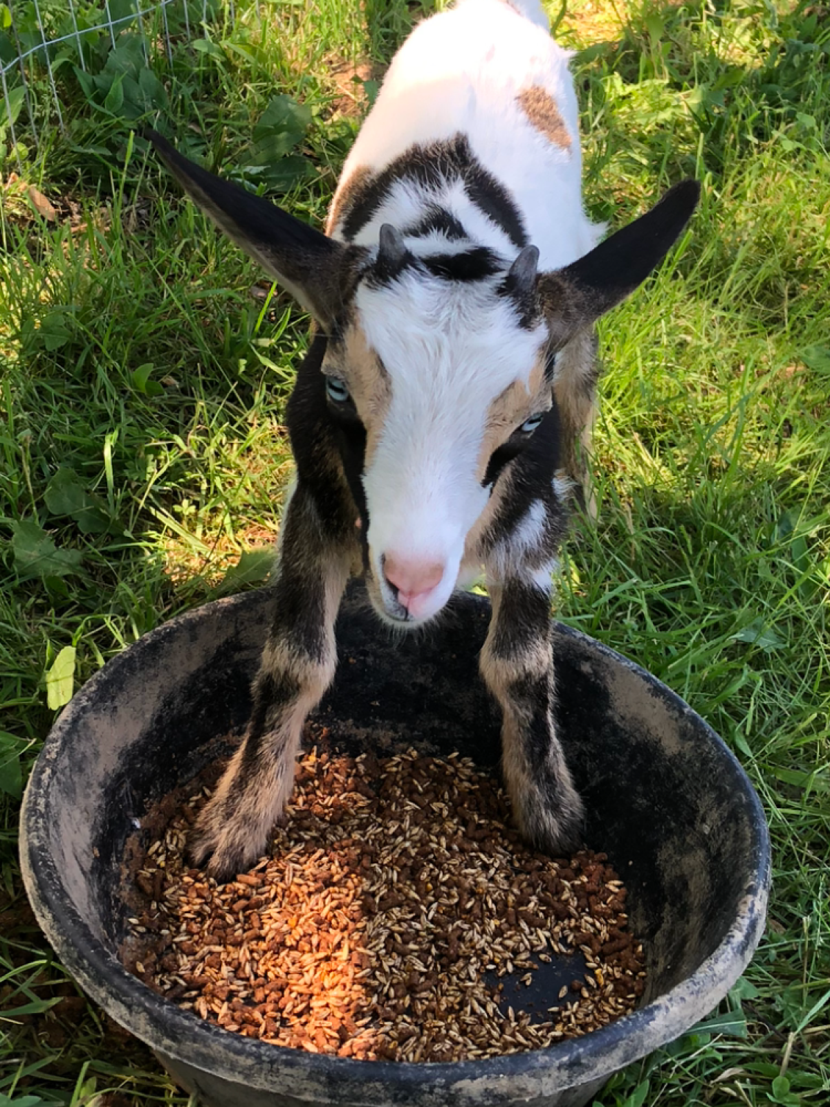 A young goat standing in a food bowl with grains, surrounded by grass and a fence.