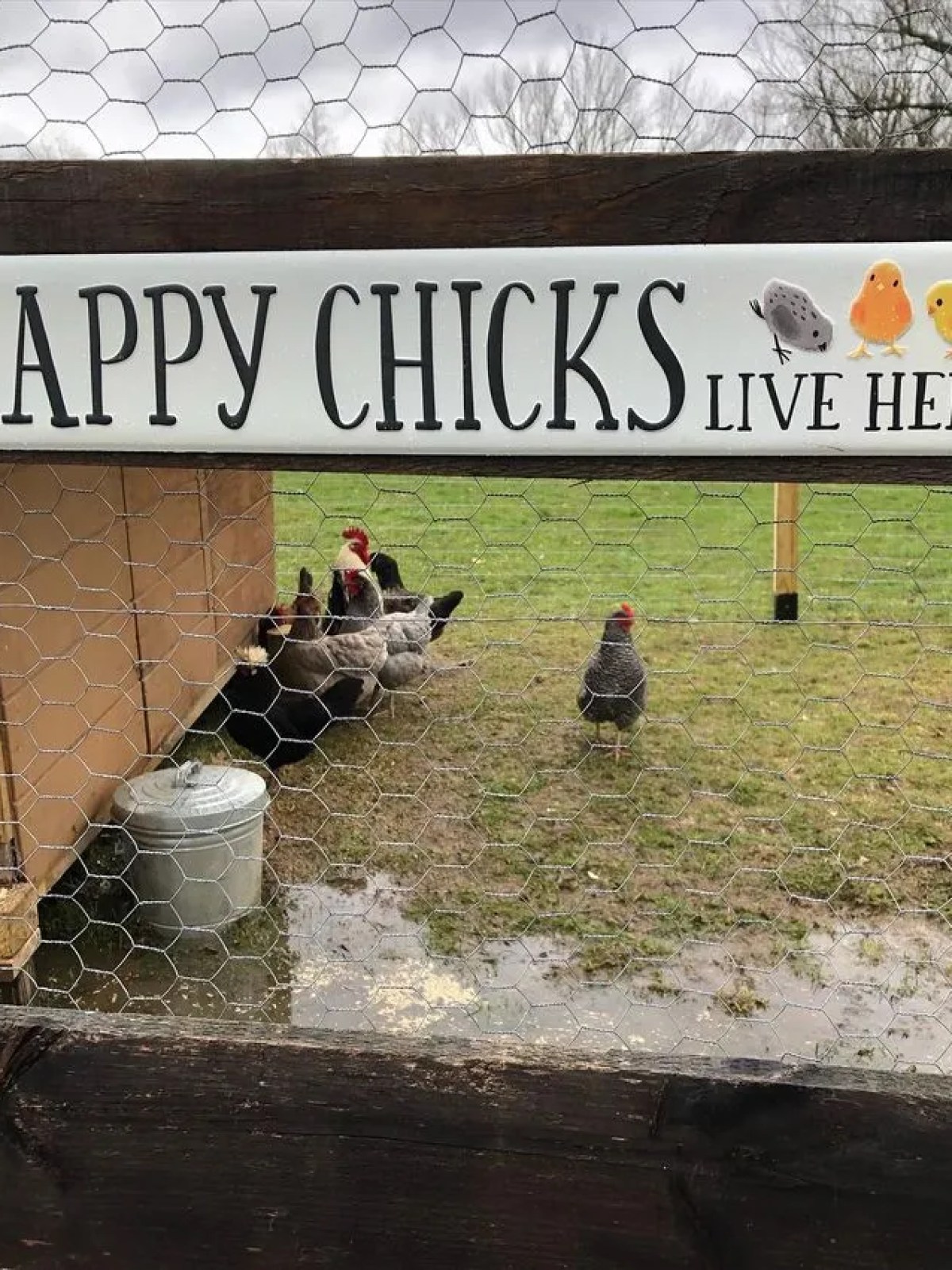 Chicken coop with sign reading 'Happy Chicks Live Here' and hens in grassy enclosure.