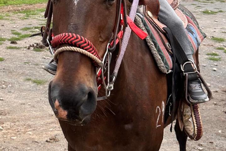 a man riding on the back of a brown horse