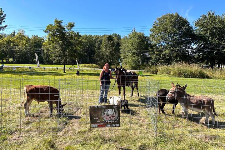 a herd of cattle grazing on a dry grass field
