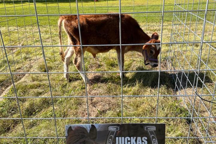 a cow standing next to a wire fence
