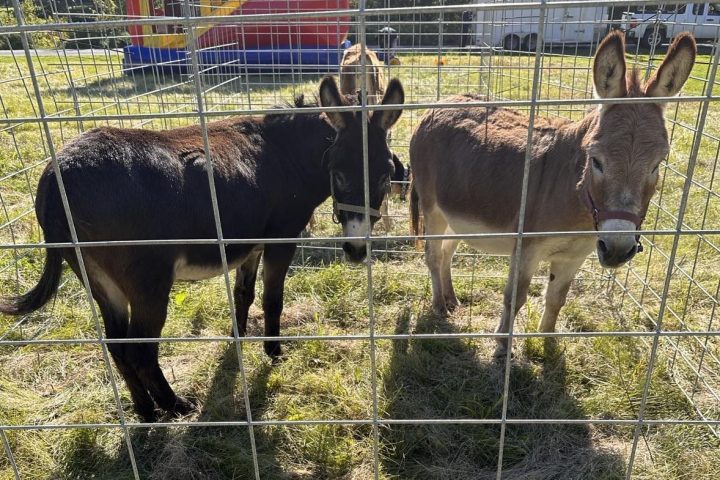 a cow is standing in front of a wire fence